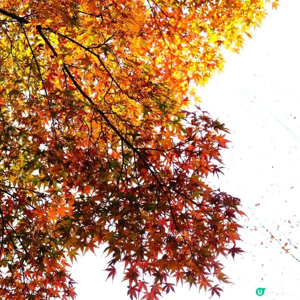 箱根必玩！海賊船火山纜車雙重震撼🤩