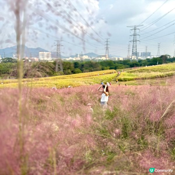 少女心大爆發🩷深圳粉薰亂子草