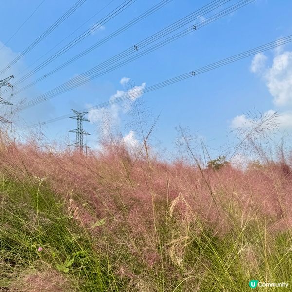 少女心大爆發🩷深圳粉薰亂子草