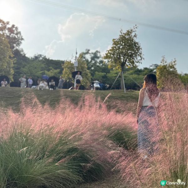 少女心大爆發🩷深圳粉薰亂子草