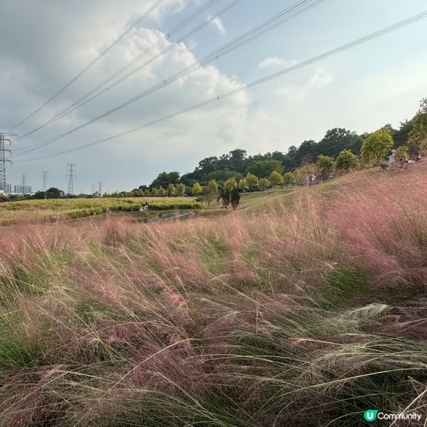 少女心大爆發🩷深圳粉薰亂子草