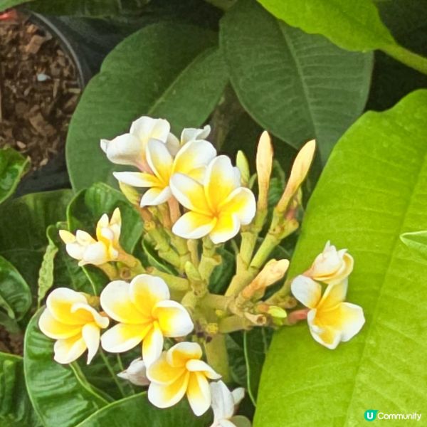 花瓣乳白•花心鮮黃🏵