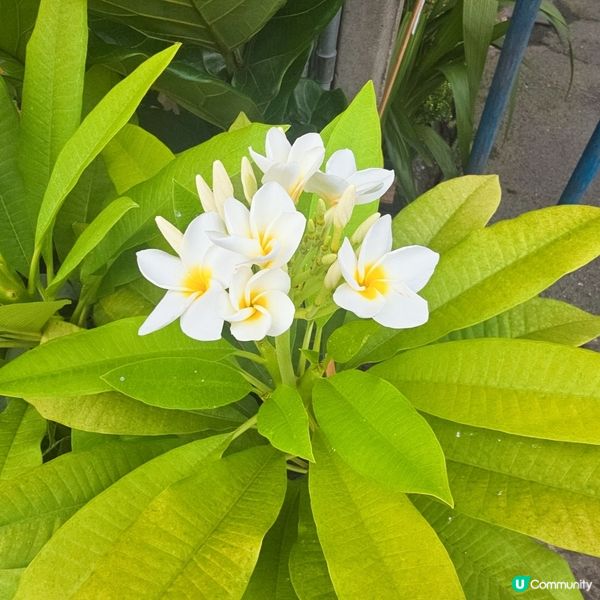 花瓣乳白•花心鮮黃🏵