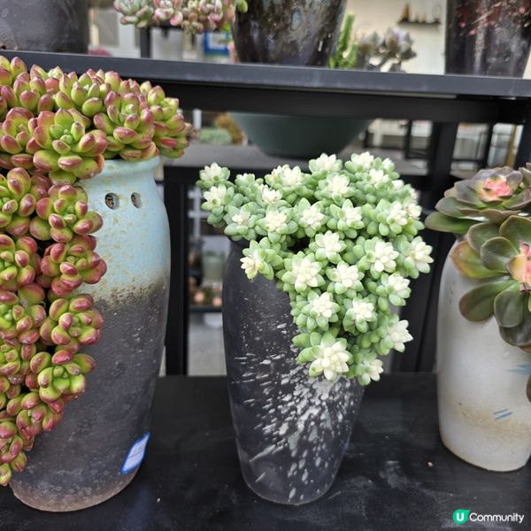 深圳荷蘭花卉小鎮