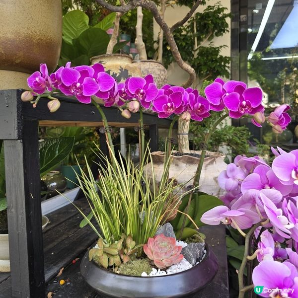 深圳荷蘭花卉小鎮