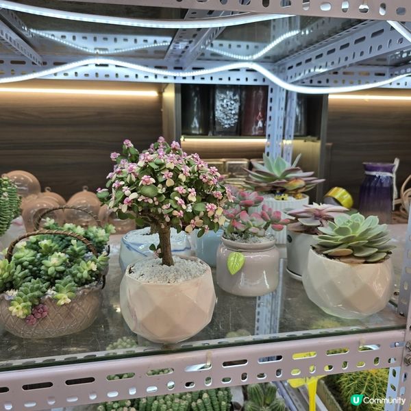 深圳荷蘭花卉小鎮