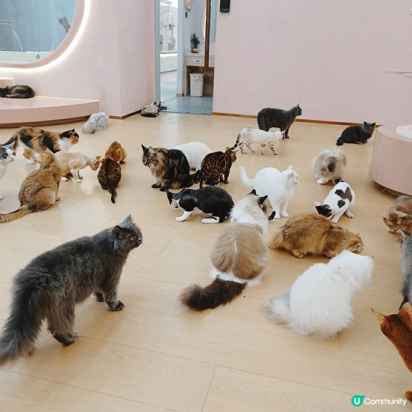 ## 深圳南山貓咪天堂！🐱 114隻貓貓任你睇！🤩