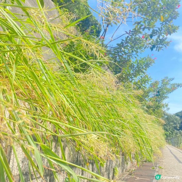 港島輕鬆行山路線～大潭水塘～