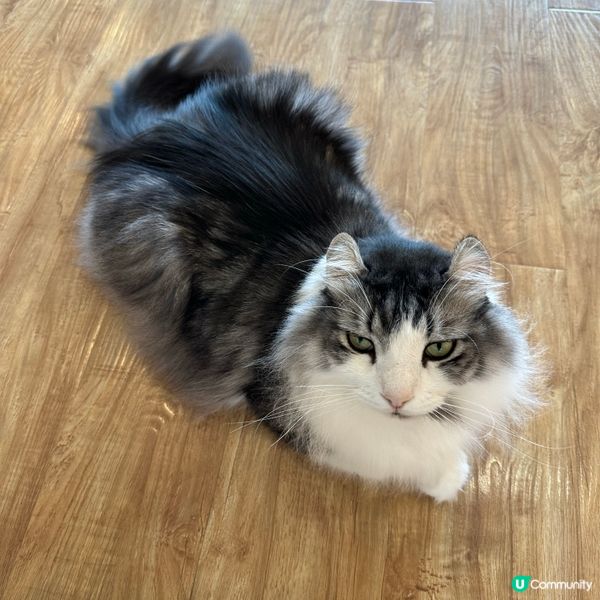 深圳貓cafe 貓小主·貓咖貓舍