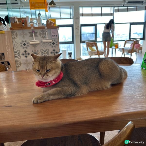 深圳貓cafe 貓小主·貓咖貓舍