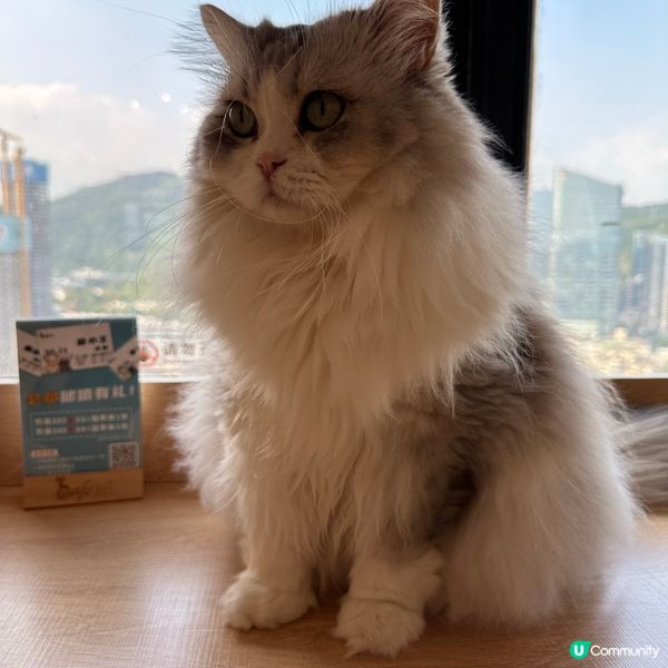 深圳貓cafe 貓小主·貓咖貓舍