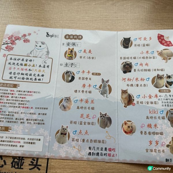 深圳貓cafe 貓小主·貓咖貓舍