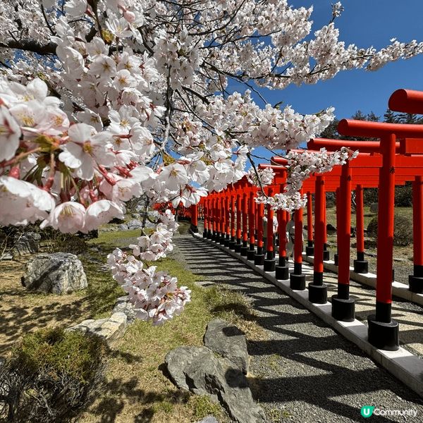 日本打卡稻荷神社當然係其中一個定要去嘅地方，如果再加上當地季...