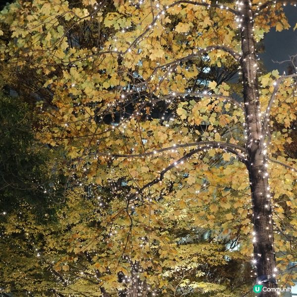 2024東京聖誕節必去1️⃣ 浪漫香檳金!丸の内聖誕燈飾 ✨