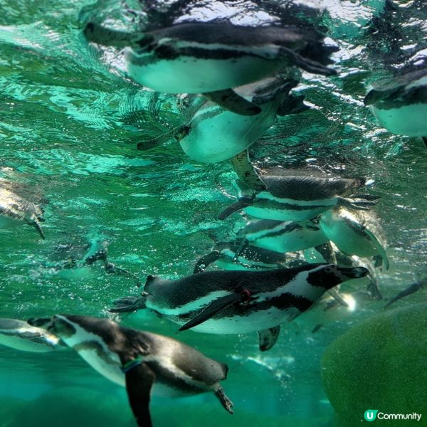 ## 大阪必去🔥天王寺動物園🐧超可愛企鵝打卡一流💜