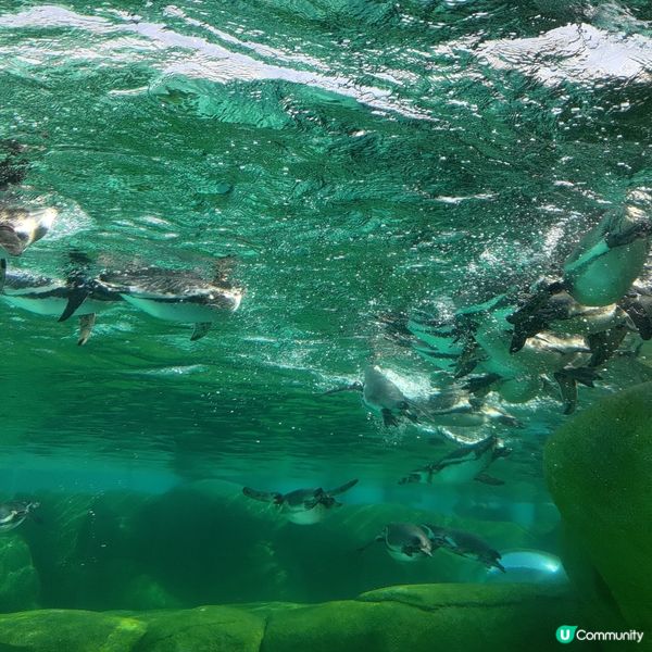 ## 大阪必去🔥天王寺動物園🐧超可愛企鵝打卡一流💜