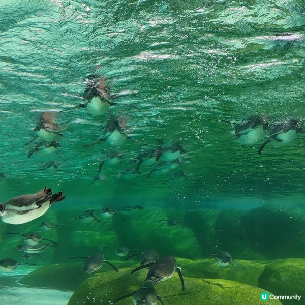 ## 大阪必去🔥天王寺動物園🐧超可愛企鵝打卡一流💜