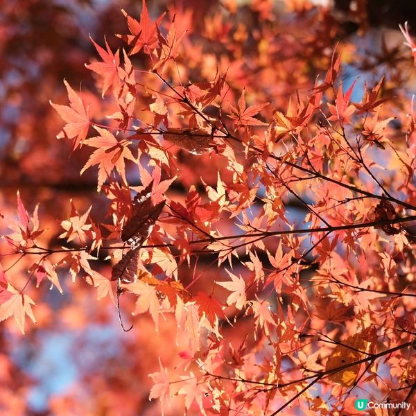 芝公園!遠眺東京鐵塔🗼最佳位置!