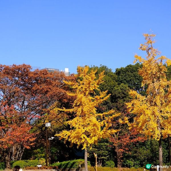 芝公園!遠眺東京鐵塔🗼最佳位置!