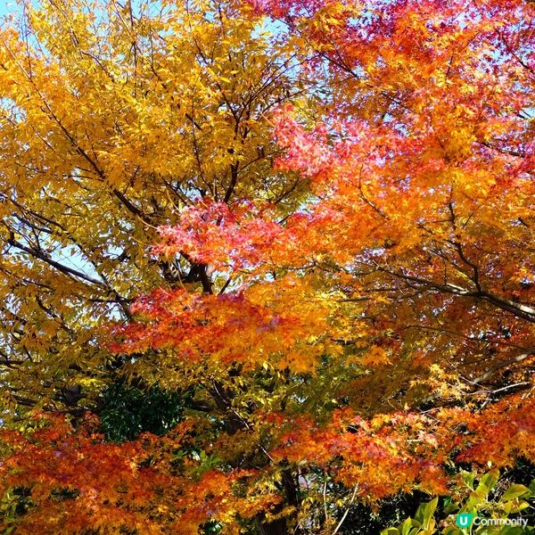 芝公園!遠眺東京鐵塔🗼最佳位置!