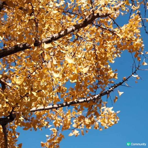 芝公園!遠眺東京鐵塔🗼最佳位置!