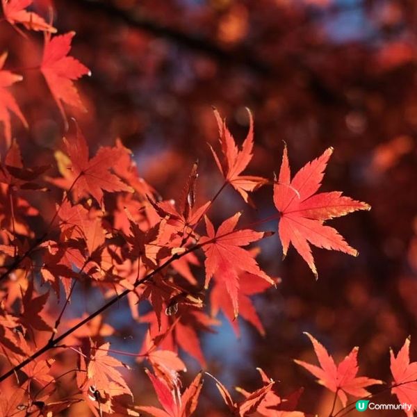 芝公園!遠眺東京鐵塔🗼最佳位置!