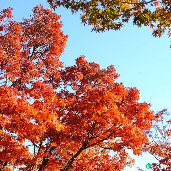 芝公園!遠眺東京鐵塔🗼最佳位置!