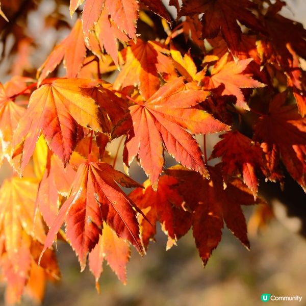 芝公園!遠眺東京鐵塔🗼最佳位置!