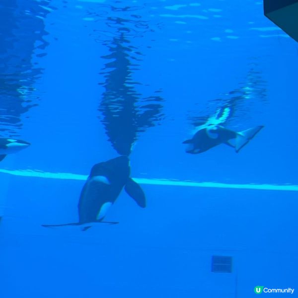 珠海兩天遊 。玩轉兩大樂園😗