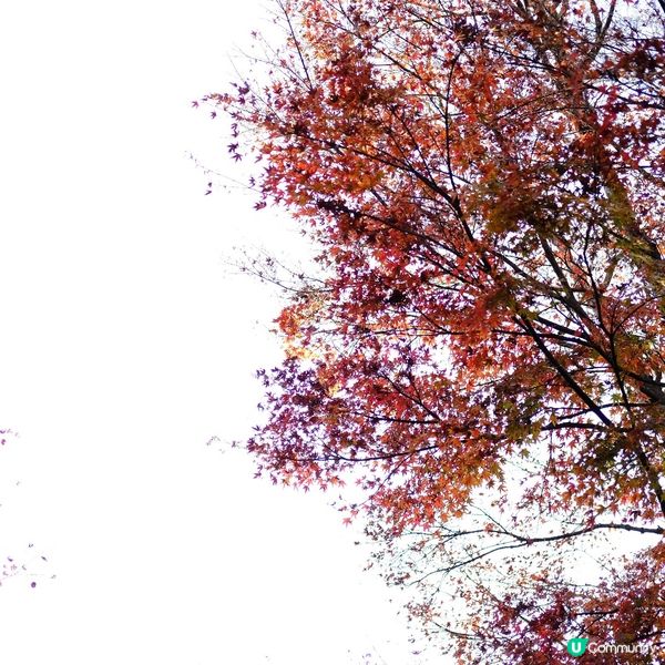🌋 箱根必到!大涌谷睇火山噴發!🚠震撼體驗!