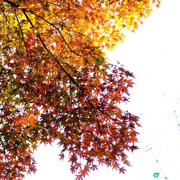 🌋 箱根必到!大涌谷睇火山噴發!🚠震撼體驗!