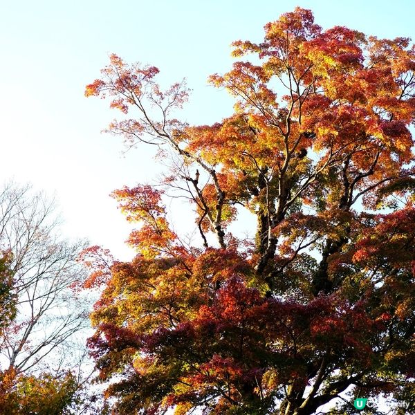 🌋 箱根必到!大涌谷睇火山噴發!🚠震撼體驗!