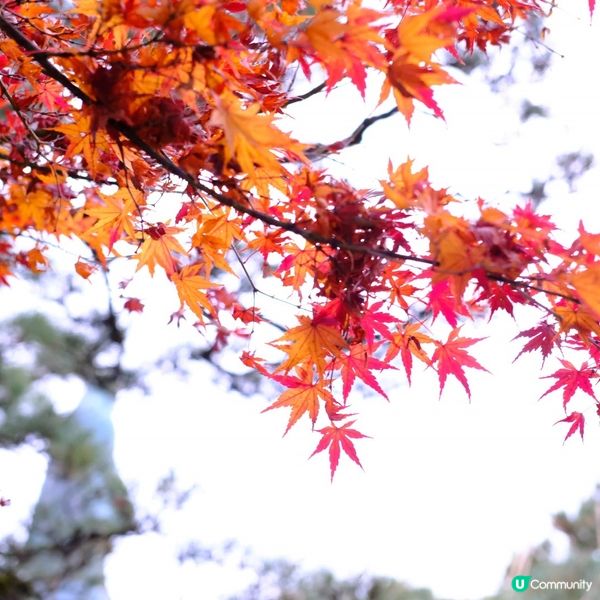 金澤賞楓秘境:兼六園旁的金澤神社⛩️