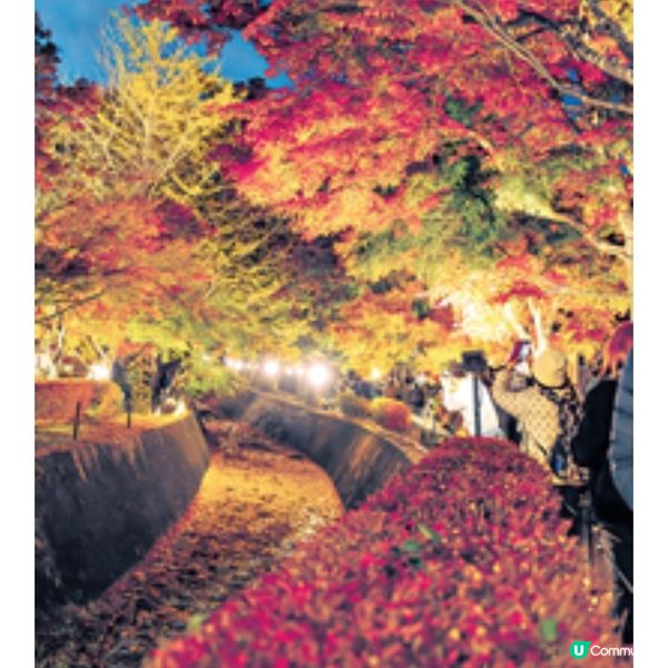 河口湖紅葉祭兼賞富士山必影紅 葉迴廊夜間點燈