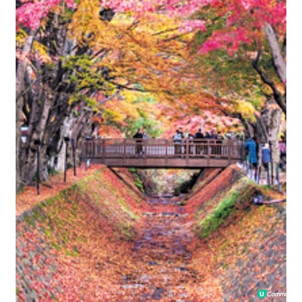 河口湖紅葉祭兼賞富士山必影紅 葉迴廊夜間點燈