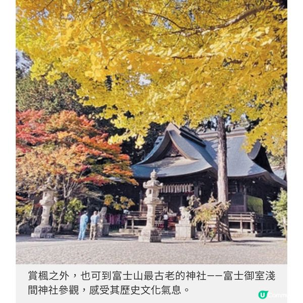 河口湖紅葉祭兼賞富士山必影紅 葉迴廊夜間點燈