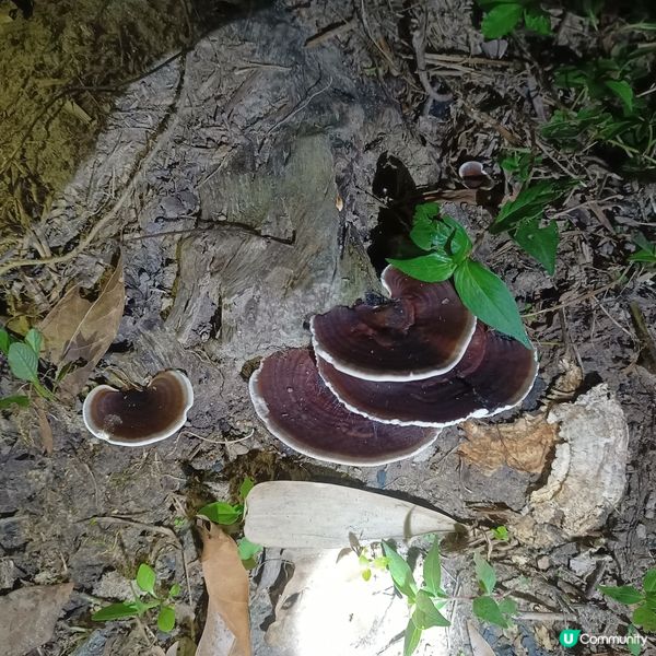 野生靈芝🍄