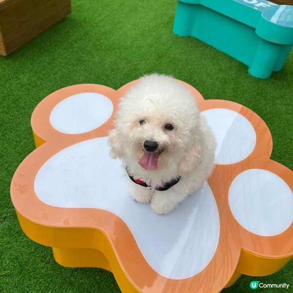 🐶孝順仔出動！💪幫媽咪分擔工作！