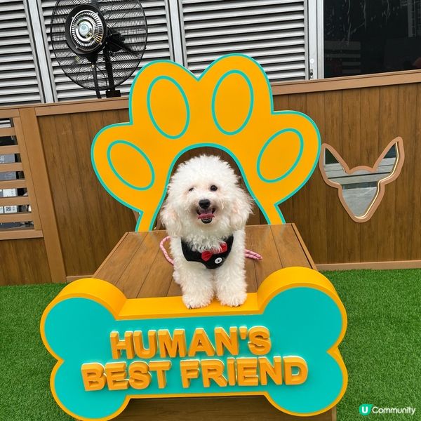 🐶孝順仔出動！💪幫媽咪分擔工作！