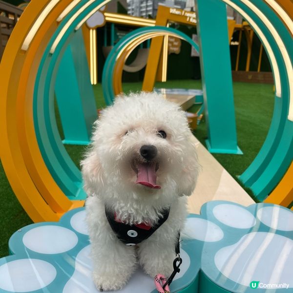 🐶孝順仔出動！💪幫媽咪分擔工作！