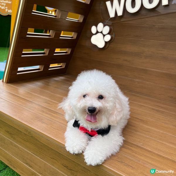 🐶孝順仔出動！💪幫媽咪分擔工作！