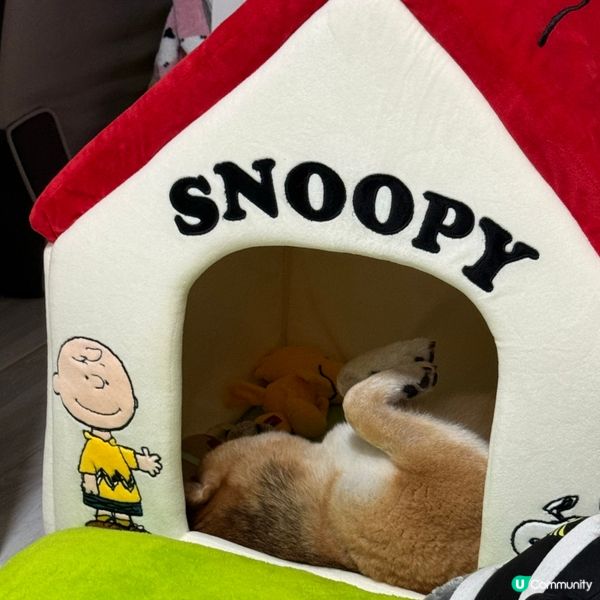 日本血拼寵物用品(零食,玩具,床,保暖衫)樣樣齊❗️