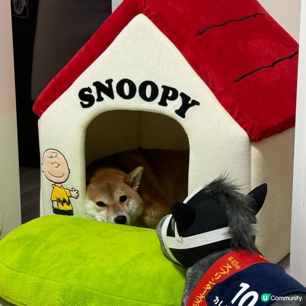 日本血拼寵物用品(零食,玩具,床,保暖衫)樣樣齊❗️