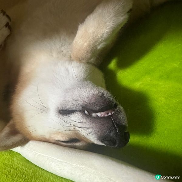 日本血拼寵物用品(零食,玩具,床,保暖衫)樣樣齊❗️