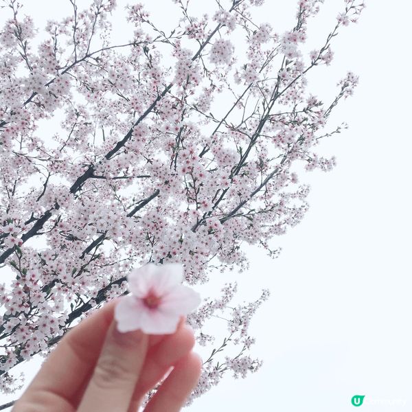 韓國的春夏秋冬