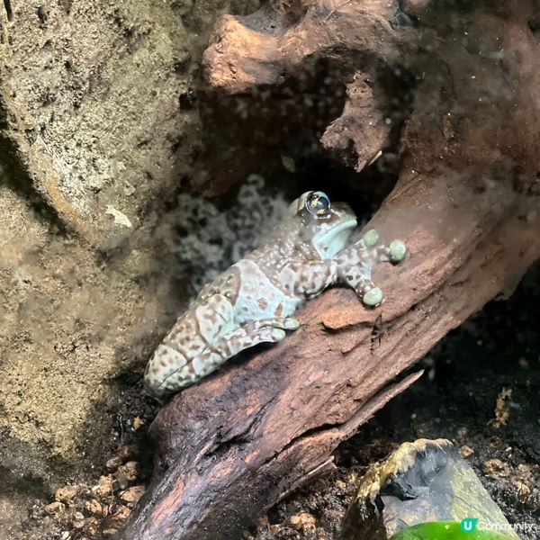 香港人生日必去景點