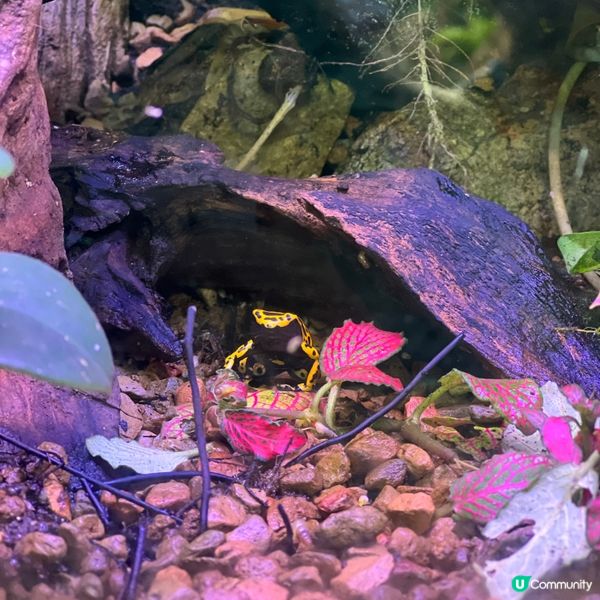 香港人生日必去景點