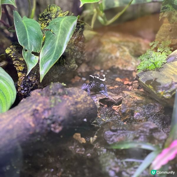 香港人生日必去景點