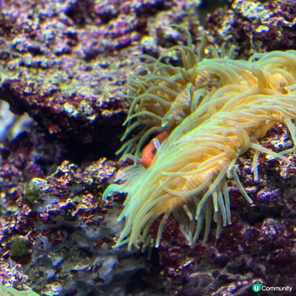 香港人生日必去景點