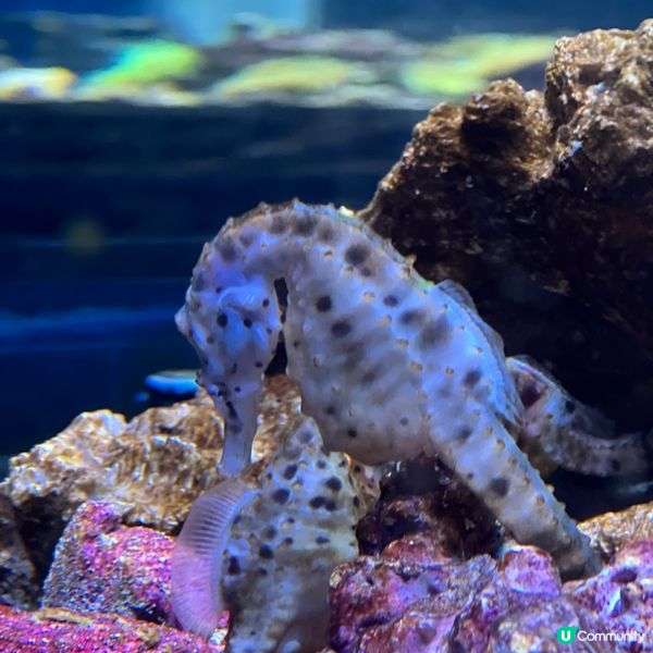 香港人生日必去景點